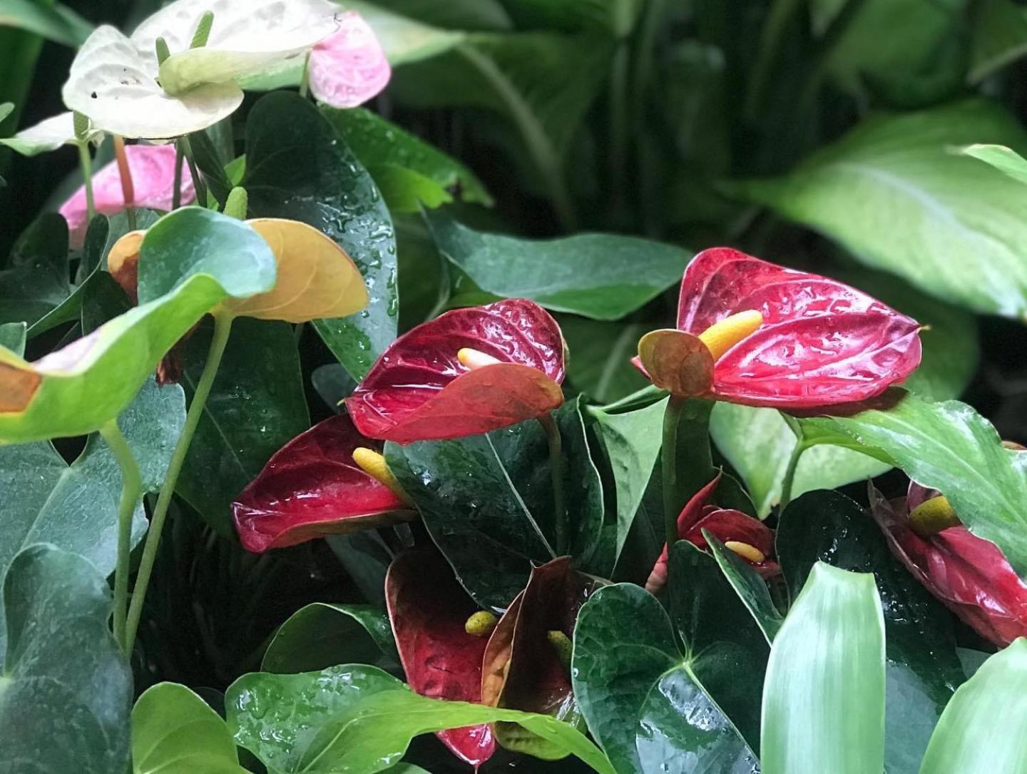 At Leaf Villa Čiang Mai Exteriér fotografie